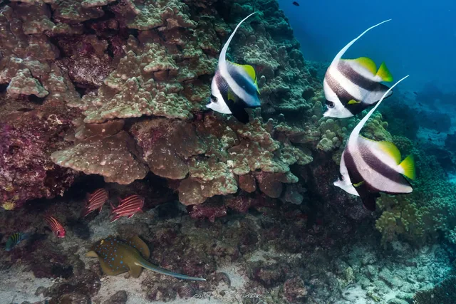 Daymaniat Islands Snorkeling with Brunch — reference photograph